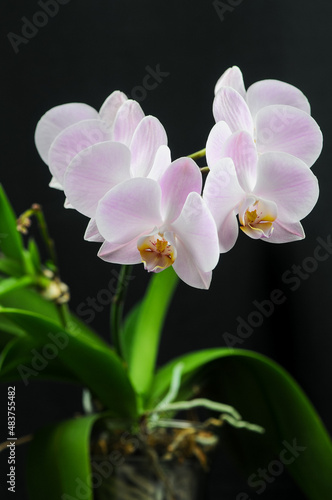 pink flowers phalaenopsis orchid on black background 