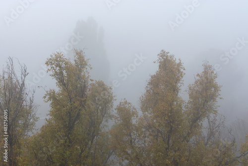 thick gray fog in autumn trees in fog poor visibility