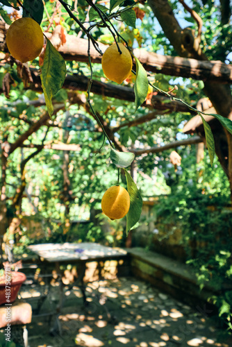 Lemon Orchards in Italy