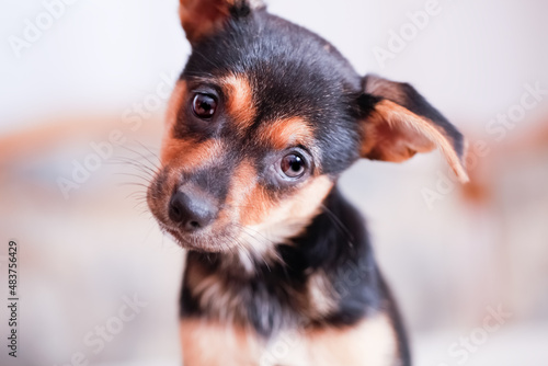 Curious puppy looks at the camera with its head tilted