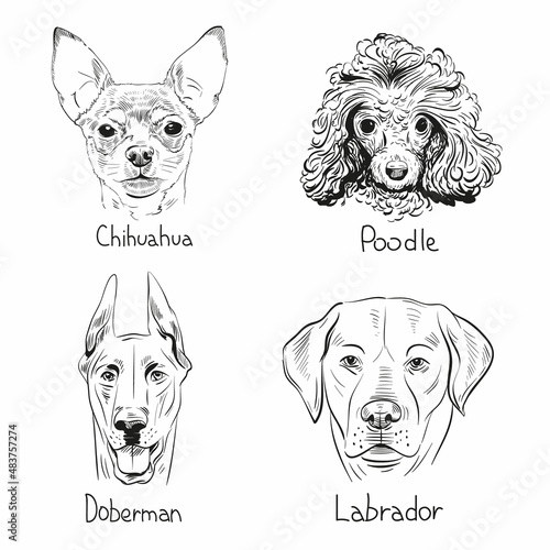 Set of hand drawn dogs, vector illustration
