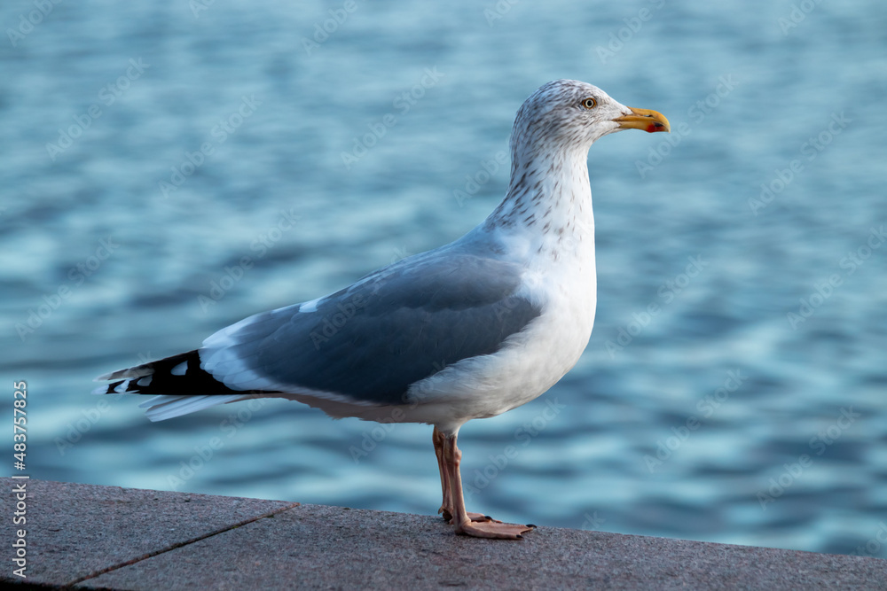 Fototapeta premium Möve am Hafen