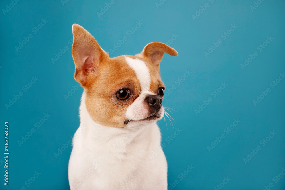 Close up portrait of cute little chihuahua white brown color over blue background. Copy space for text