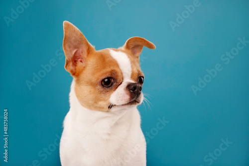 Close up portrait of cute little chihuahua white brown color over blue background. Copy space for text © Sunny