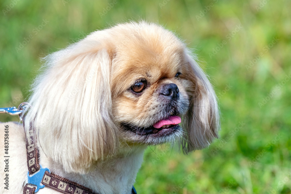 Small shaggy dog breed Pekingese on a leash in the park during a walk, portrait of a dog close up Small shaggy dog breed Pekingese on a leash in the park during a walk, portrait of a dog close up