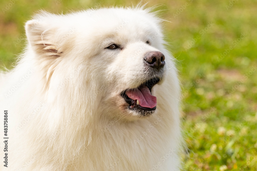 White fluffy dog breed Samoyed with close up with open mouth. Portrait of a dog barking