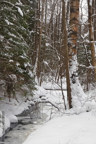 Picturesque winer forest. Fabulous snowy wonderland. Magic beautiful scenic view of pines and spruce trees covered with snow. Cold frosty nature. Wonderful hibernal fairy tale panoramic landscape. photo