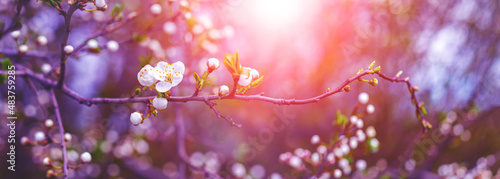 Cherry plum branch with flowers and buds at sunset  cherry plum blossoms
