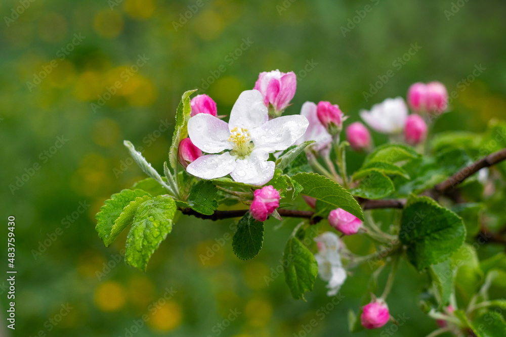 Obraz premium Apple tree branch with pink flowers and buds. Raindrops on apple blossoms