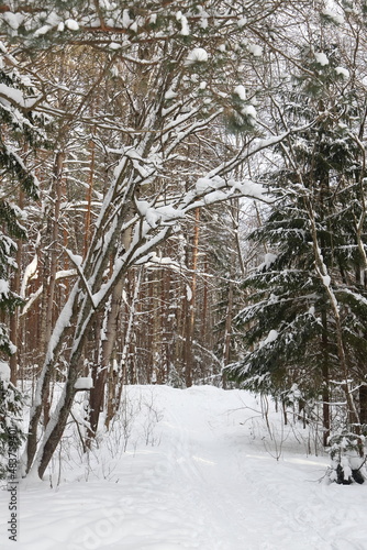 Picturesque winer forest. Fabulous snowy wonderland. Magic beautiful scenic view of pines and spruce trees covered with snow. Cold frosty nature. Wonderful hibernal fairy tale panoramic landscape. photo