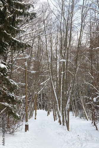 Picturesque winer forest. Fabulous snowy wonderland. Magic beautiful scenic view of pines and spruce trees covered with snow. Cold frosty nature. Wonderful hibernal fairy tale panoramic landscape. photo