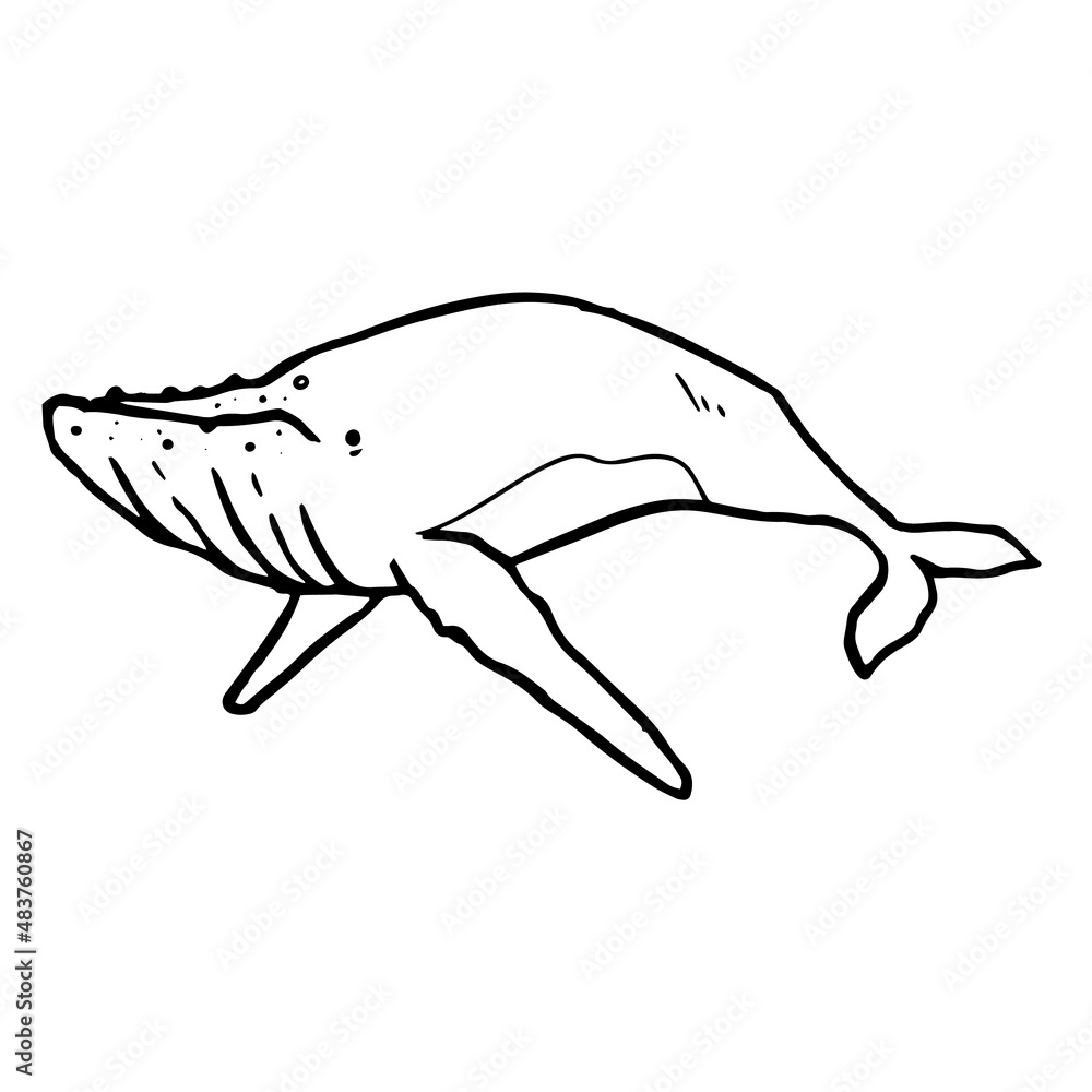 Obraz premium Whale icon. Hand drawn vector illustration.