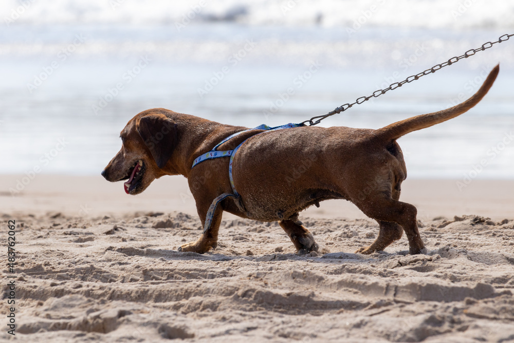 
elderly dachshund dog walking on the beach sand with the leash
