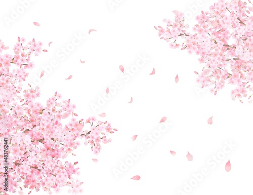 美しく華やかな花びら舞い散る春の桜の白バックフレーム背景素材