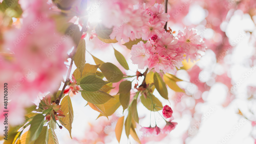 Close up of blossom Sakura pink flowers. Bokeh blurred background. Easter Sunny banner. Beautiful nature scene with blooming tree, womans Day Close up of blossom Sakura pink flowers. Bokeh blurred background. Easter Sunny banner. Beautiful nature scene with blooming tree, womans Day