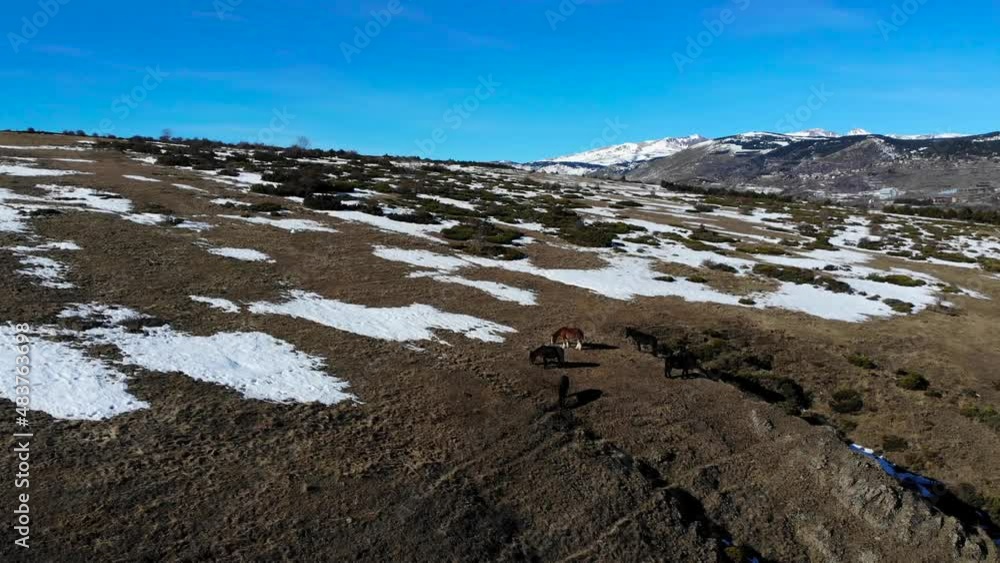 Aerial: Horses and donkeys walking in snow on a sunny day up in the hill with blue sky in the background Aerial: Horses and donkeys walking in snow on a sunny day up in the hill with blue sky in the background