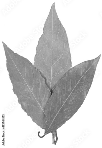 Black leaf isolated on white background