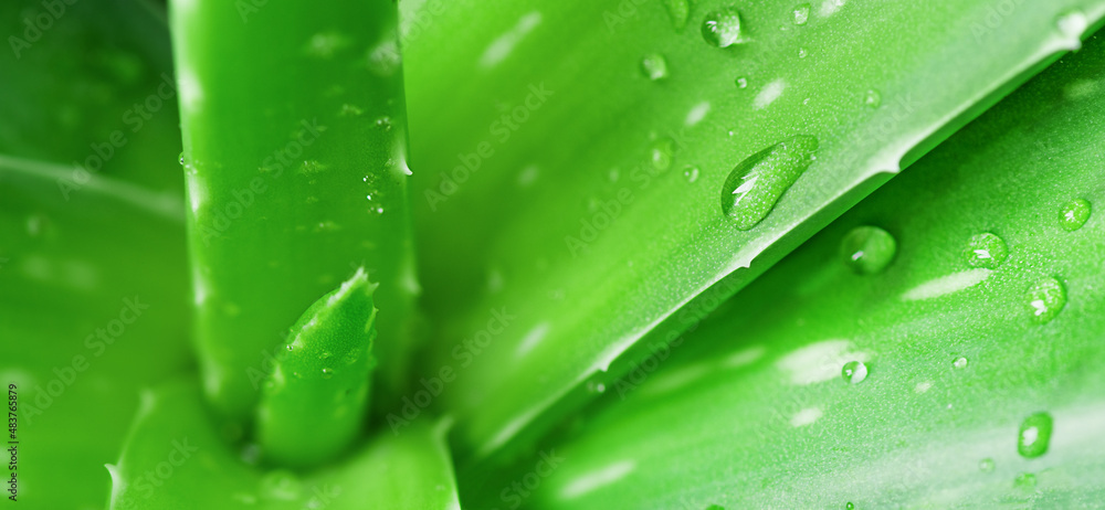Obraz premium Aloe vera leaf closeup. Aloe vera green leaves background. Aloe vera plant for skin care and herbal medicine.