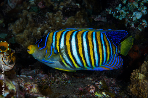 Royal Angelfish - Pygoplites diacanthus at a coral reef. Underwater world of Tulamben  Bali  Indonesia.