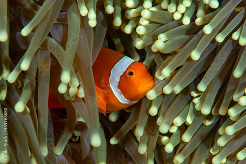False Clown Anemonfish (Western Clownfish) - Amphiprion ocellaris living in an anemone. Underwater life of Bali, Indonesia.