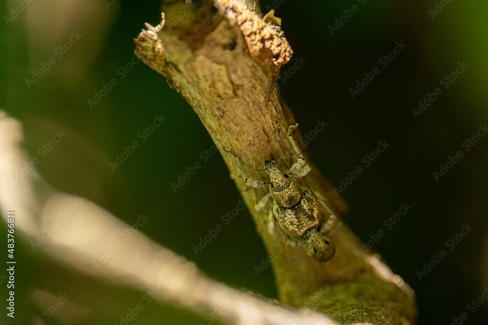 closeup of curculionidae insects on foliage