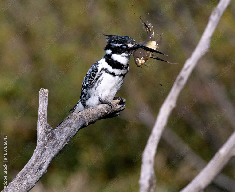 Obraz premium A pied kingfisher hunting. A pied kingfisher feeding. Photographed in the Walter Sisulu Botanical Garden in Gauteng Province, South Africa.