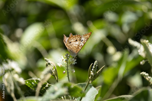 butterfly Arnatia jatrophae on the leaves in the garden