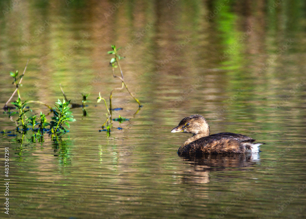 Pied-billed Grebe enjoying a fall morning along the Shadow Creek Ranch Nature Trail in Pearland, Texas! Pied-billed Grebe enjoying a fall morning along the Shadow Creek Ranch Nature Trail in Pearland, Texas!