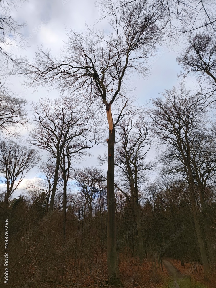 Fototapeta premium Buche mit Sturmschaden