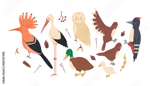 Forest birds set with owl,woodpecker,duck,sparrow,stork,hoopoe, great design for any purposes. Woodland fauna collection. Flat cartoon vector illustration isolated for white background.