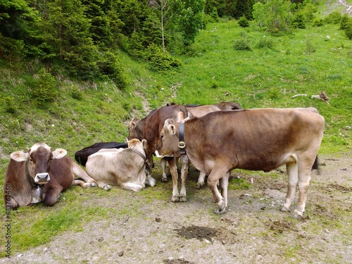 Kühe in den Tiroler Alpen