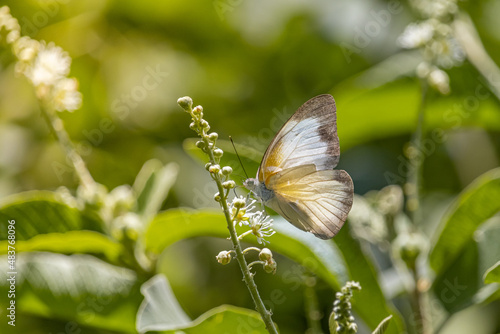 appias drusilla butterfly on a small flower in brazil photo