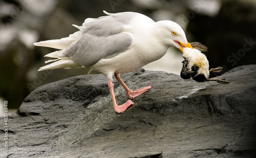 A glaucous gull preys on a Brünich's guillemot chick in Svalbard, in the Norwegian Arctic. photo