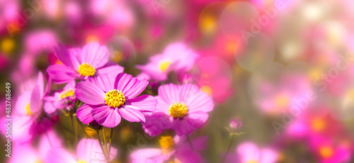 pink cosmos flowers blooming in the field. cosmos on background blur