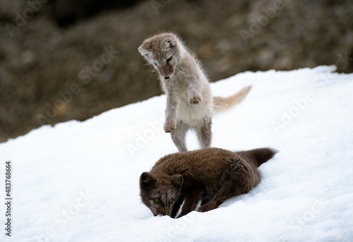 Two arctic foces playing on a patch of ice.Two playful arctic foxes.