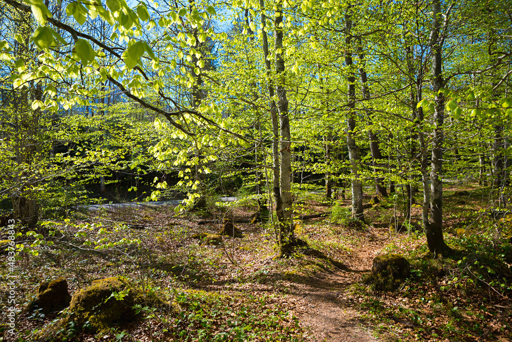 Fototapeta premium spring forest with beech trees, green leaves in may