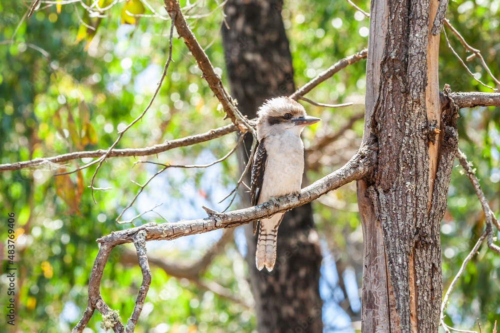 Close up kookaburra, common kookaburra or laughing bird, Dacelo novaeguineae, sitting on a branch and stubbornly looking straight ahead Close up kookaburra, common kookaburra or laughing bird, Dacelo novaeguineae, sitting on a branch and stubbornly looking straight ahead