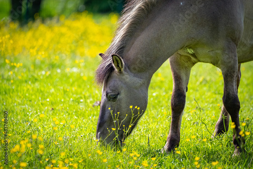 Pferd am Gras fressen 