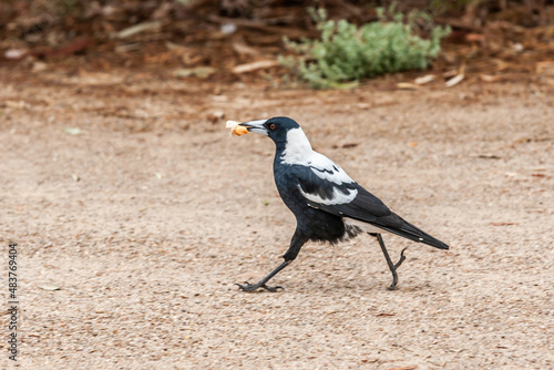 Fotografering Close up of a Magpie, Gymnorhina tibicen, walking on unpaved stony surface with