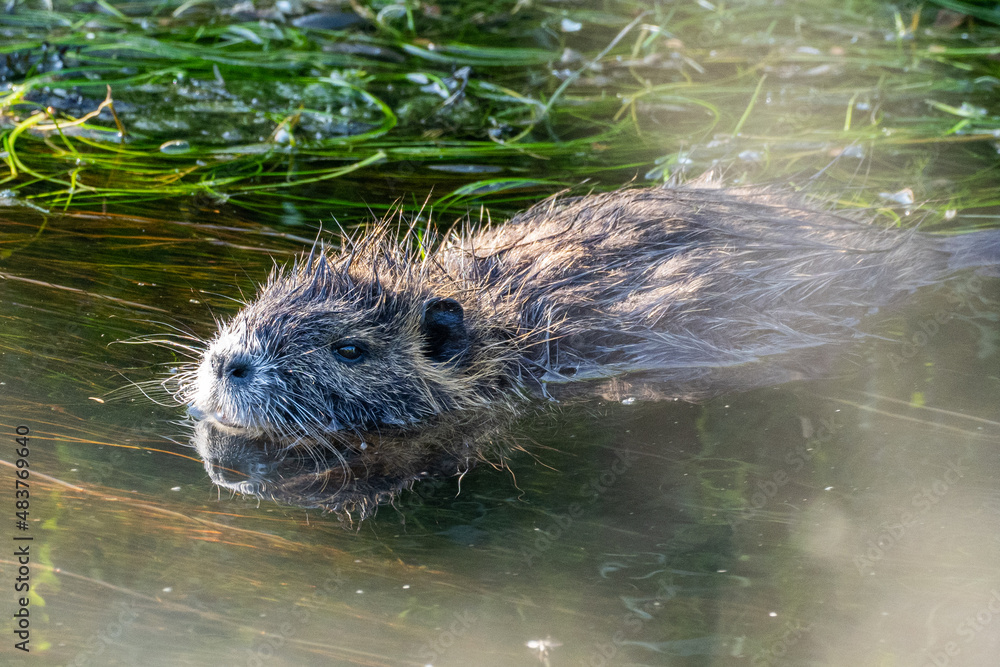 Nutria im Wasser an der Ruhr Nutria im Wasser an der Ruhr