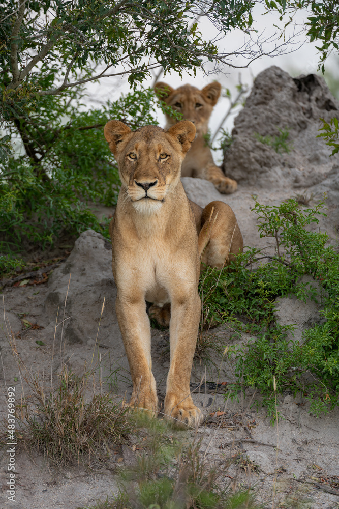 A lioness and her cub in the Kruger National Park, South Africa.
