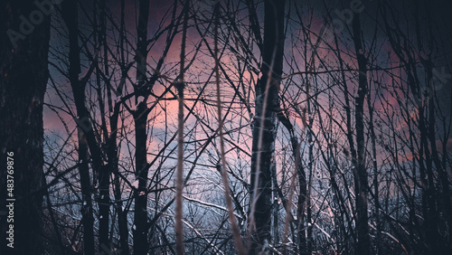 Wallpaper Mural Drzewa na tle zachodu słońca zimą. Torontodigital.ca