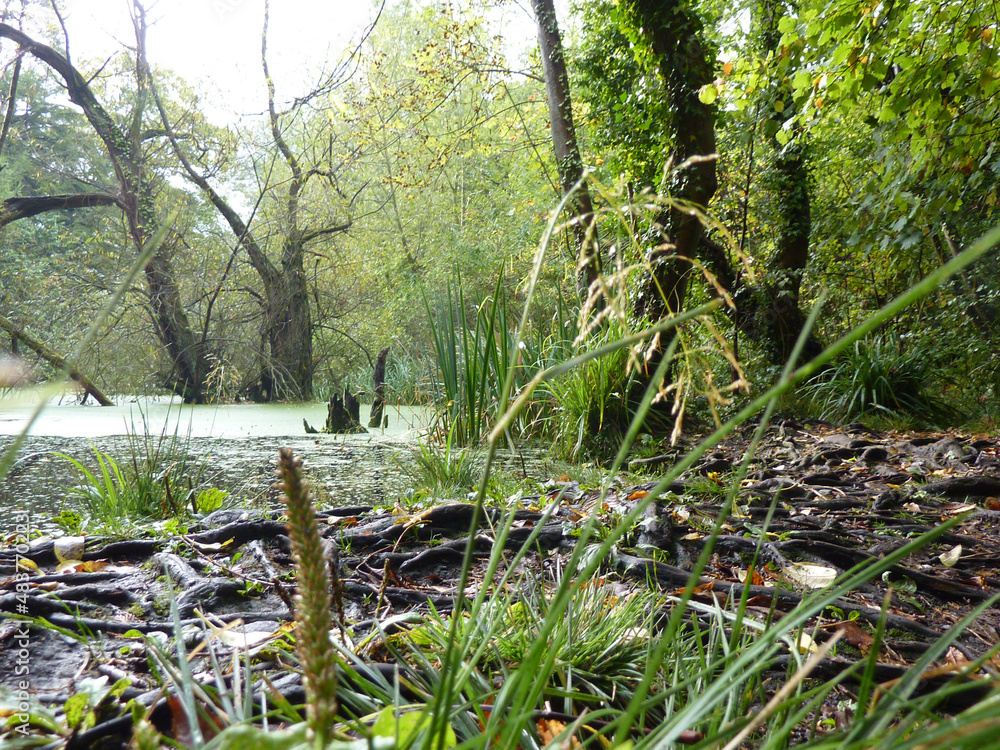 Irish wetland or freshwater swamp Irish wetland or freshwater swamp