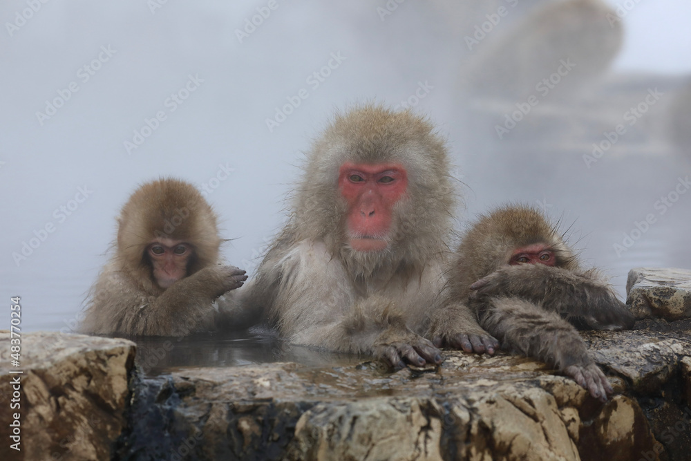 japanese macaque family japanese macaque family