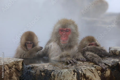 japanese macaque family © ＨａｐｐＹ　Ｌｉｆｅ。
