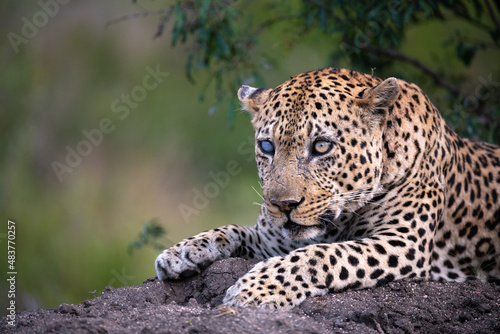 A leopard with an injured eye peers at passing antelope.