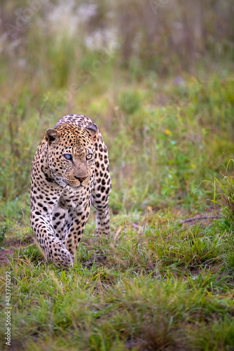 A leopard walking. A leopard on the hunt.