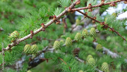 Springtime pine cones © Greville