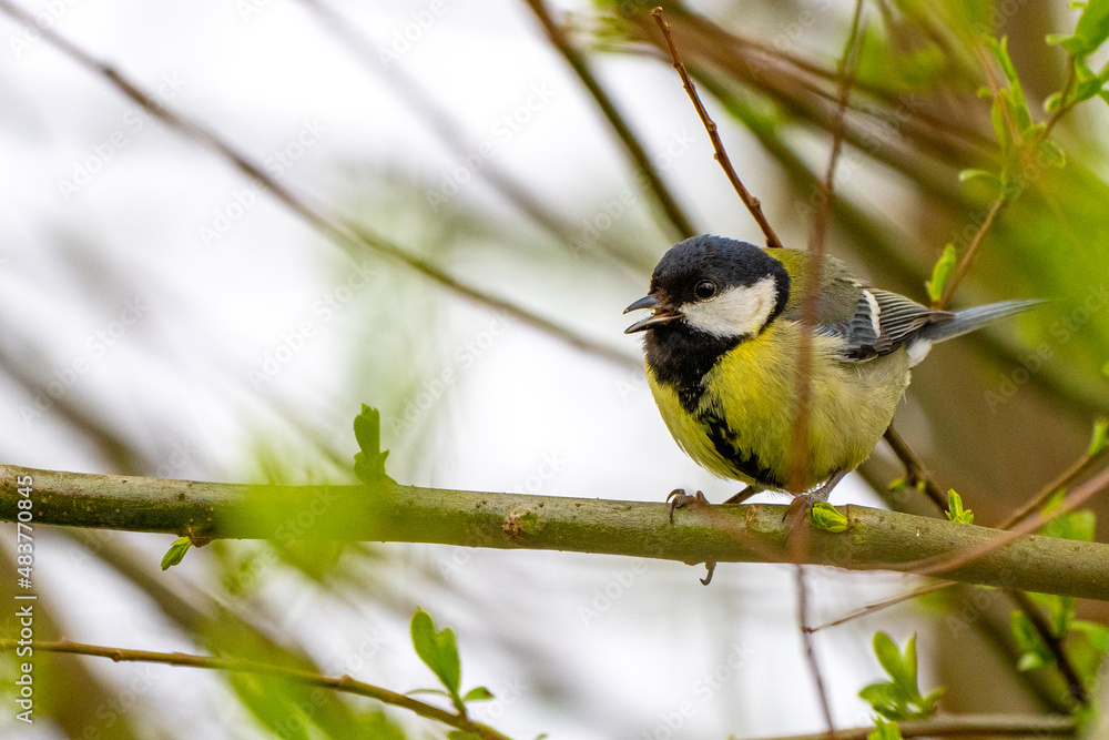 Obraz premium Kohlmeise auf dem Baum 
