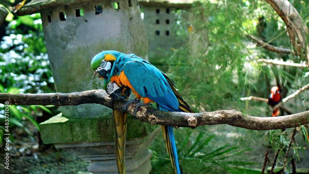 Obraz premium Parrot ara with yellow and blue feathers in its usual habitat with green grass and sprawl